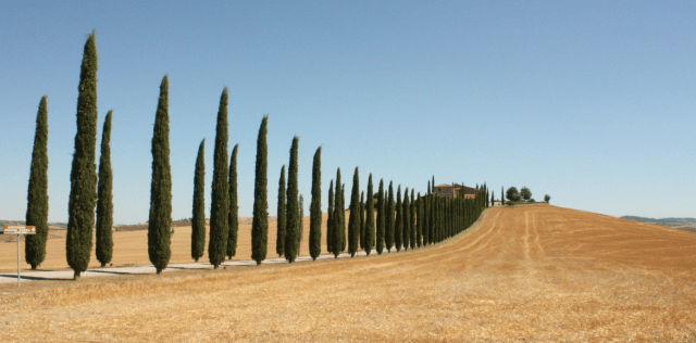 Toscane-cipressen