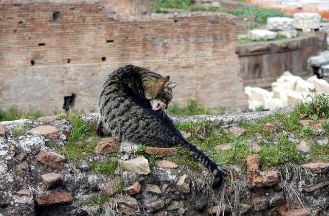 Katten_Largo_di_Torre_Argentina,_Rome